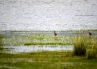 Grutto (Black-tailed godwit) (Limosa limosa) - Ogii Nuur 14-08-2016 (3)